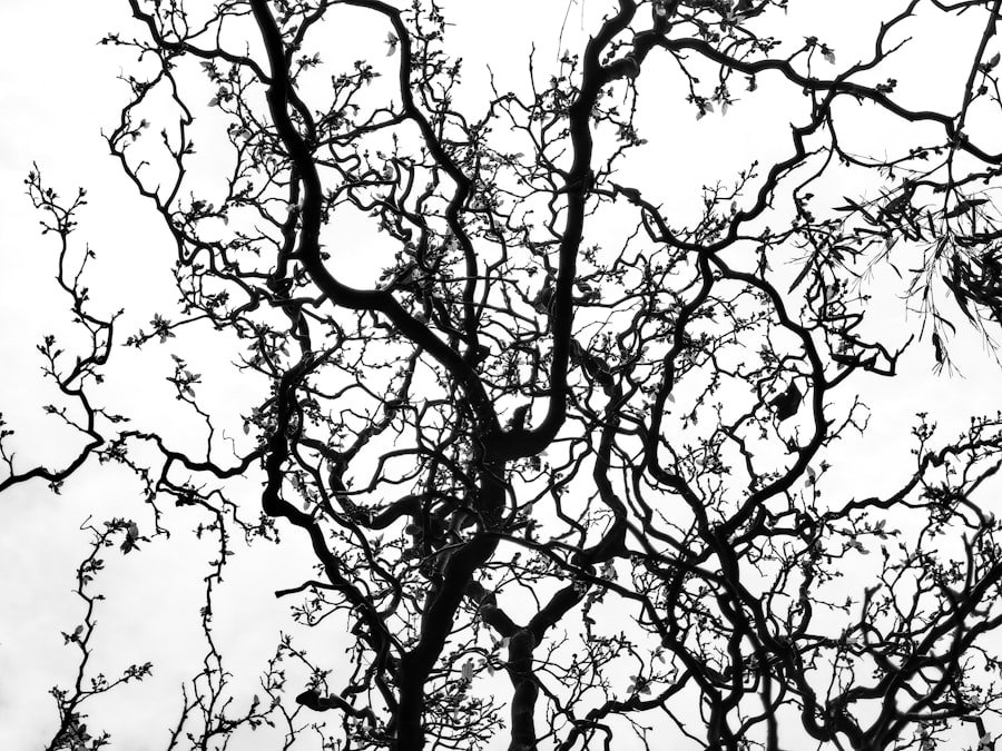 Photo Neuroplasticity
